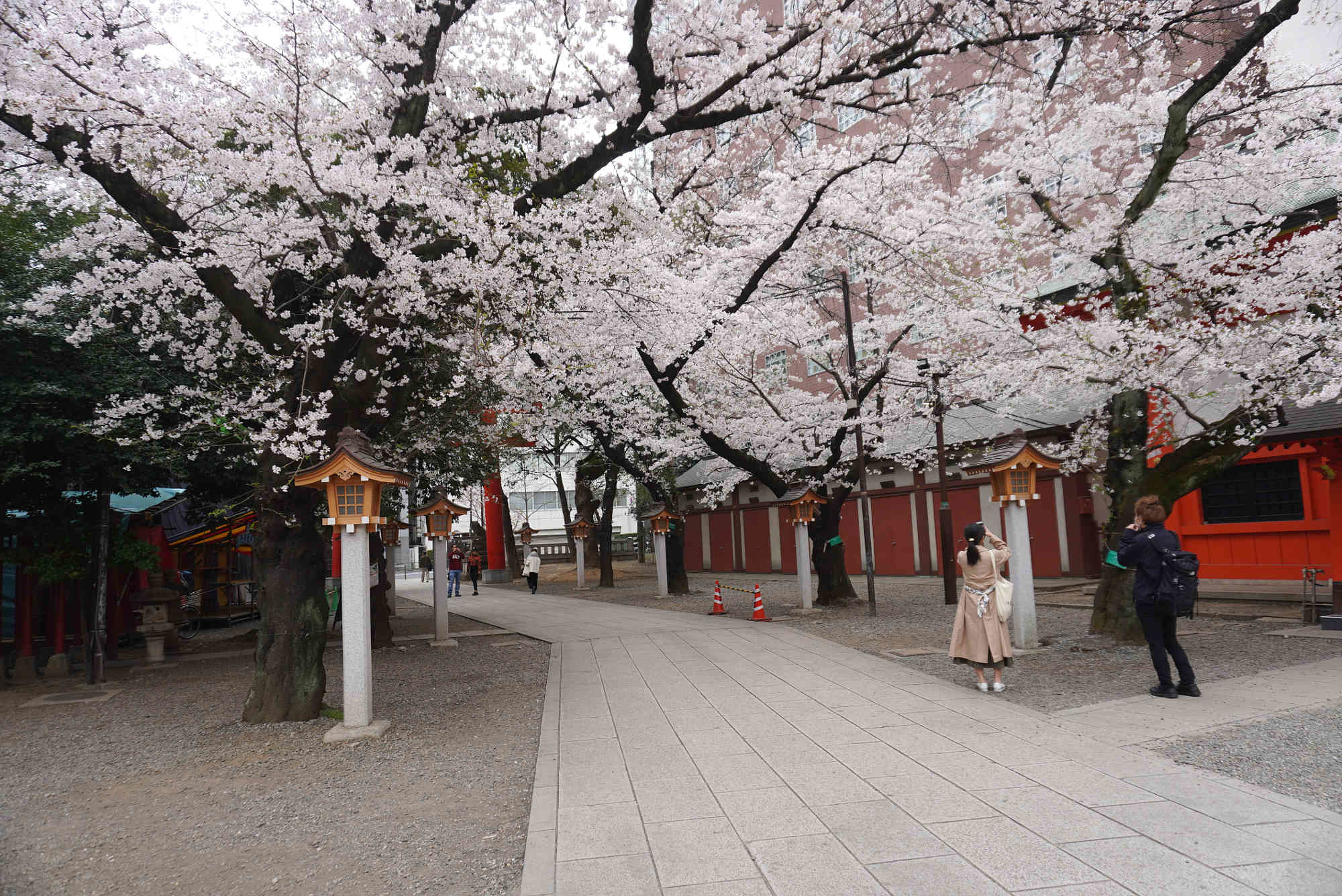 花園神社 境内の桜