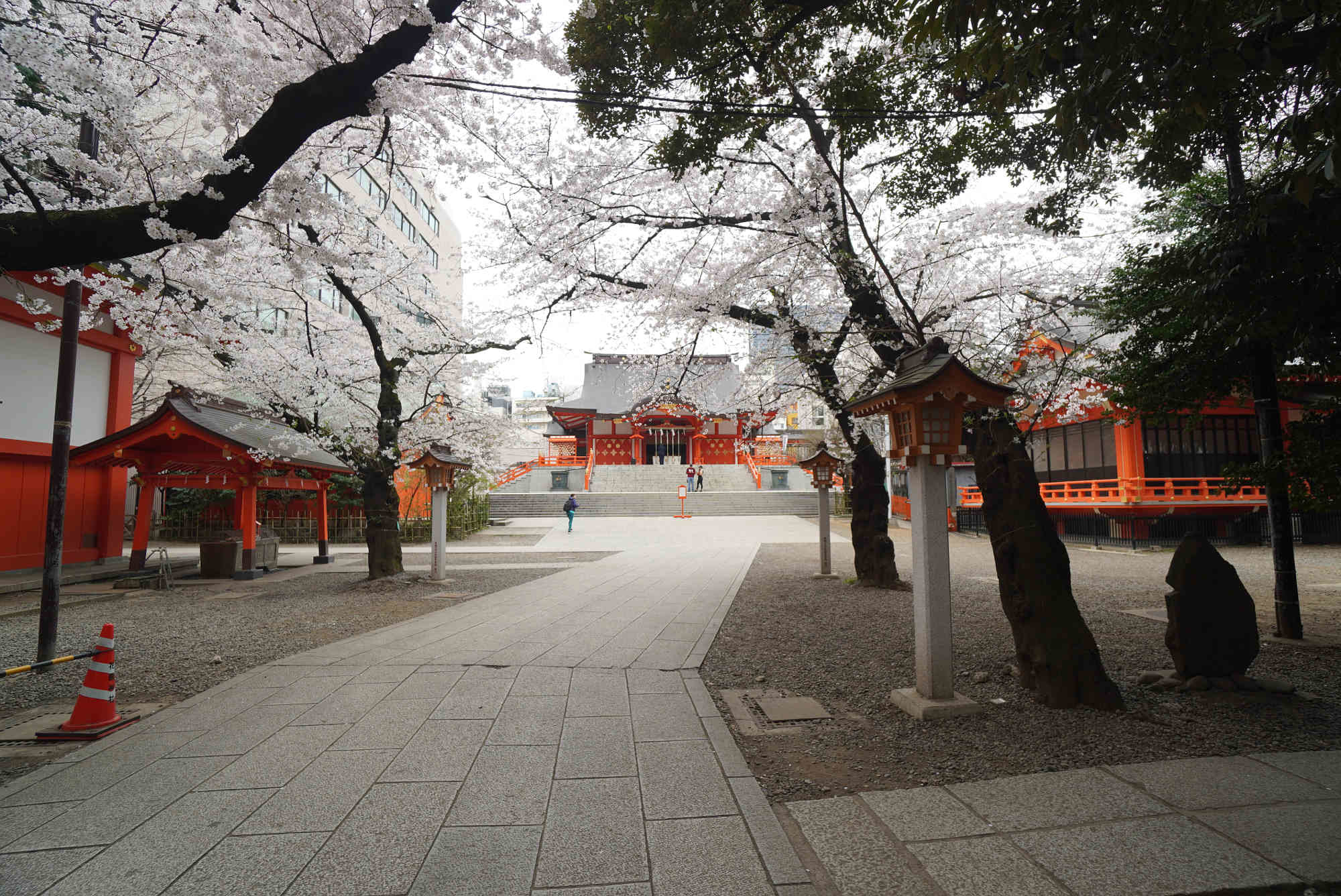 花園神社の本殿と桜