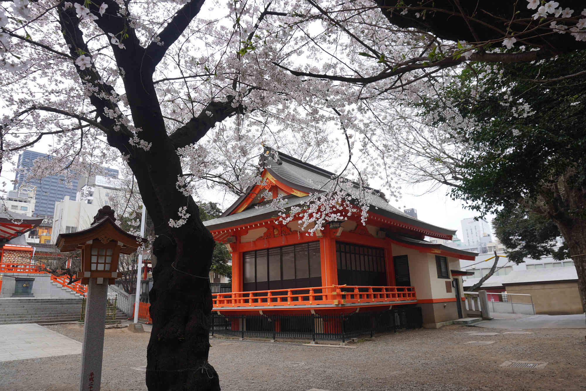 桜と神楽殿