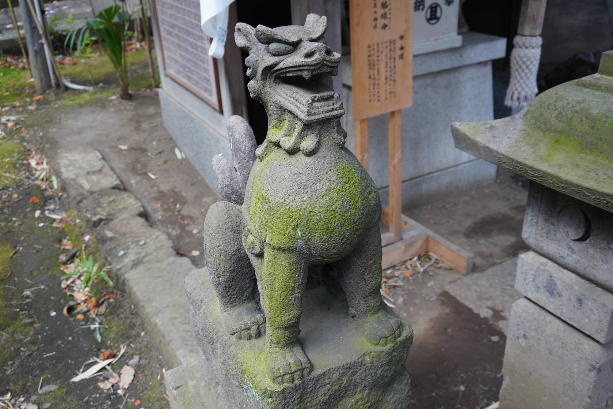 浅間神社の狛犬（左）